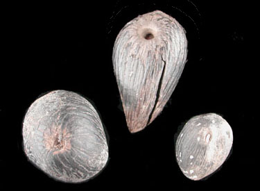 Starnut Palm, Astrocaryum sp., variability