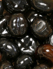 Click Here for Polished Beans