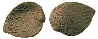 Copaifera