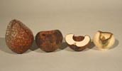 Ivory Nut Palm