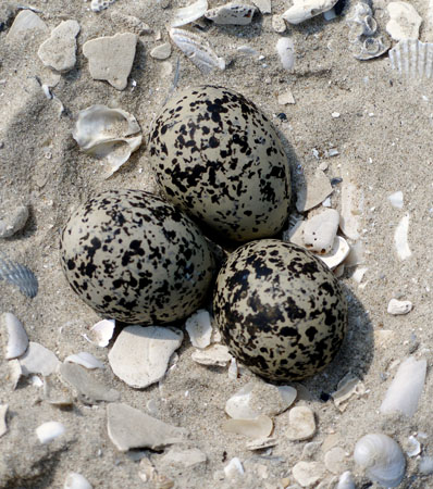 Matagorda Beach Eggs
