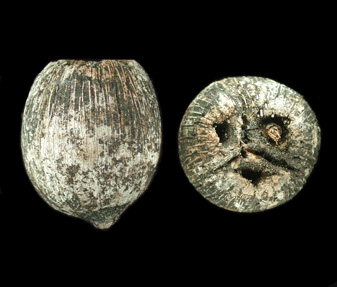 Cohune Palm, Orbignya cohune