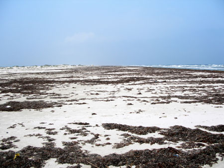 Matagorda Wrack