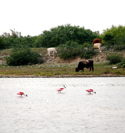 Port O'Connor Spoonbills