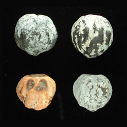 Candlenut, Aleurites moluccana