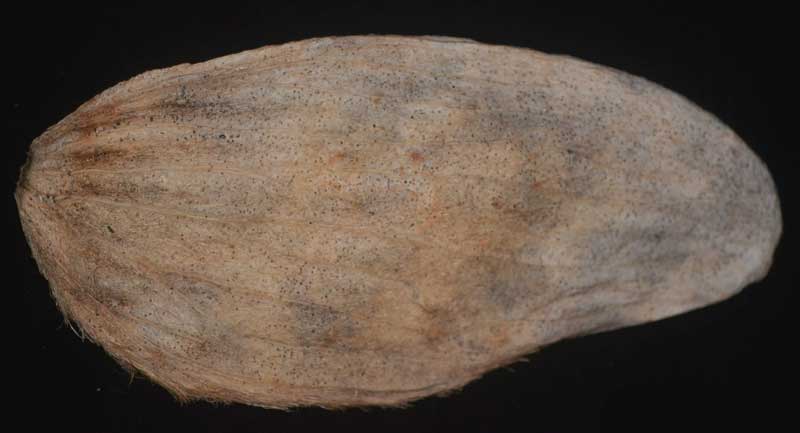 Mango, Mangifera indica