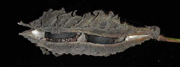 seed pod of Mucuna sloanei