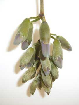 Young flower of Mucuna urens