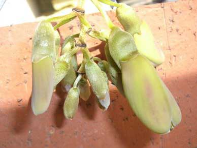 Young flower of Mucuna urens