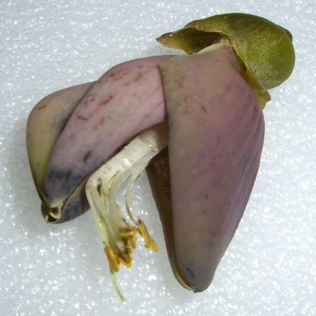 Mature flower of Mucuna urens