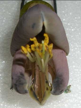 Mature flower of Mucuna urens