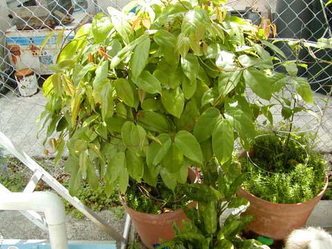 Plant of Mucuna urens