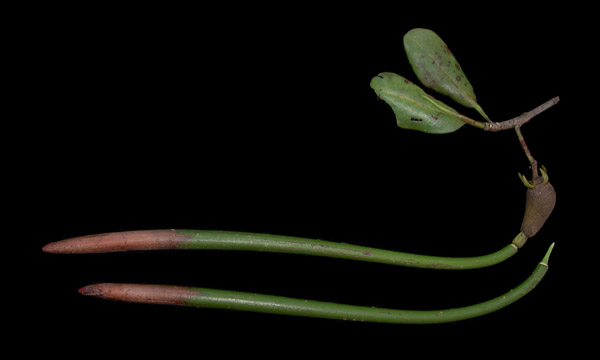 Red Mangrove