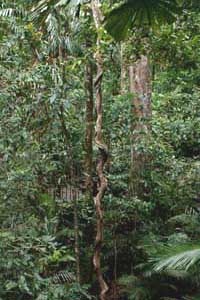Here's a picture of the Entada phaseoloides (identified by them) vine at the Daintree Rainforest Environmental Centre. It was huge...