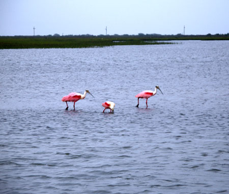 Port O'Connor Spoonbills