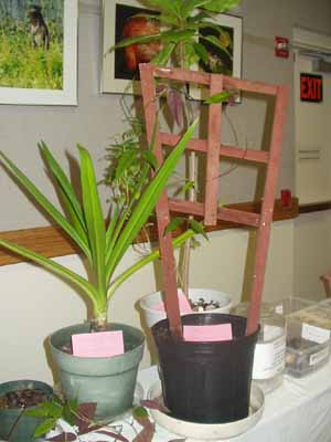 Plants
