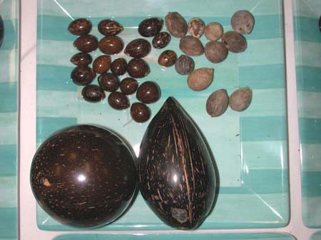 41 Bill Blazek's polished seeds