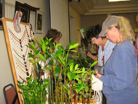 15 Nan Rhodes - mangroves & jewelry
